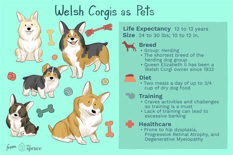 crsgii|Pembroke Welsh Corgi: Dog Breed Characteristics.